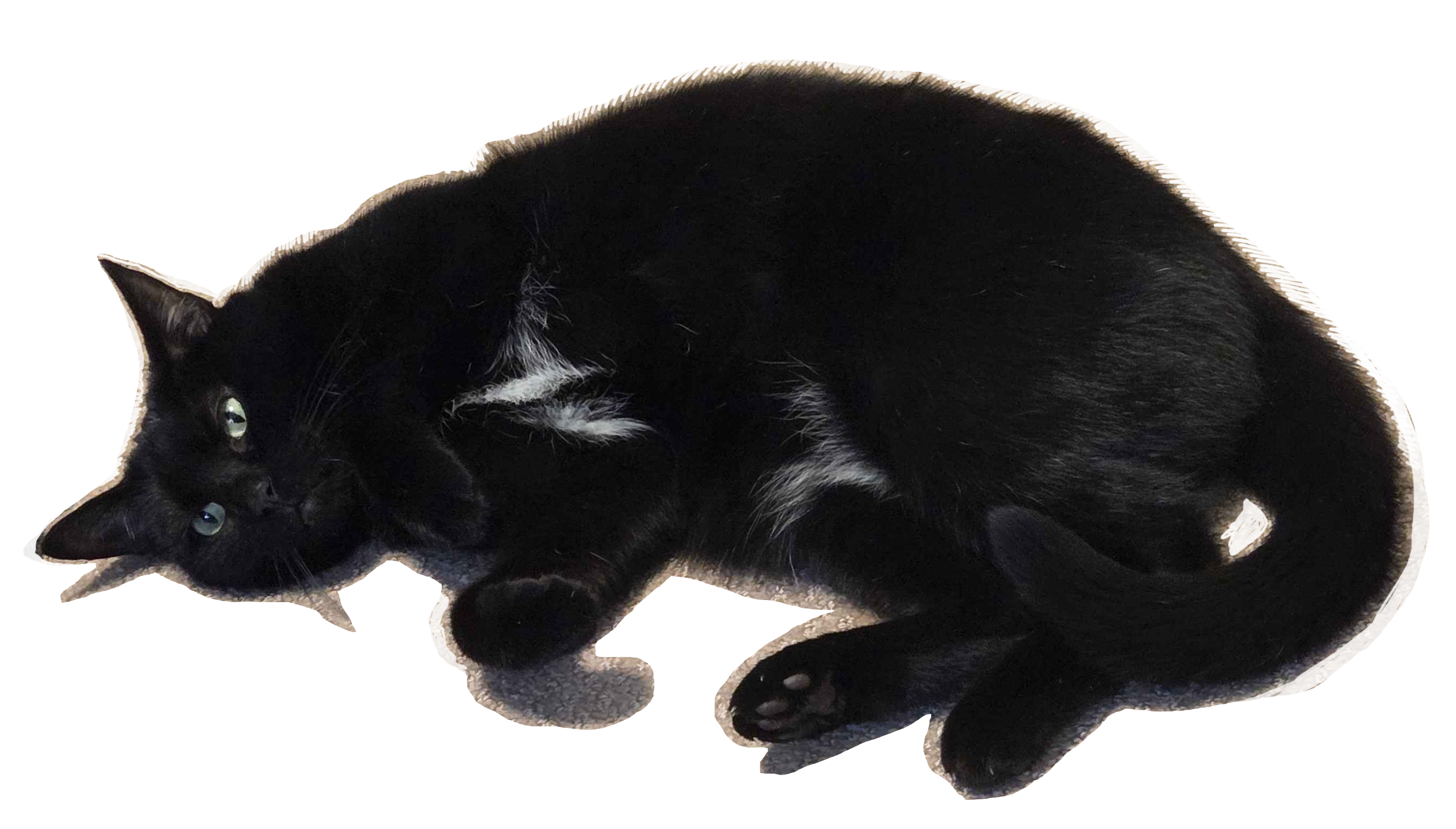 Black cat laid out with two white bikini patches on her stomach